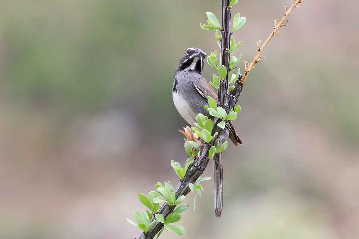 Five-striped Sparrow - ML171410971