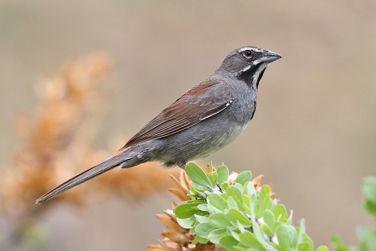 Five-striped Sparrow - ML171410991