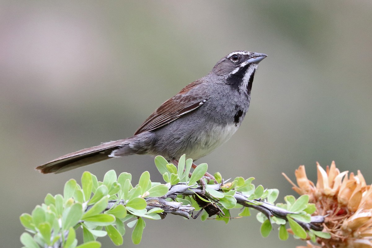 Five-striped Sparrow - Richard Fray