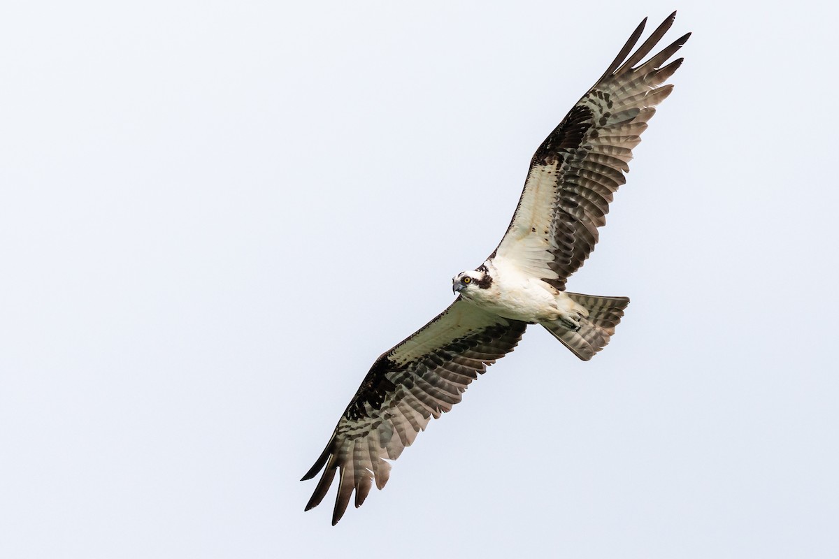 Osprey - ML171412531