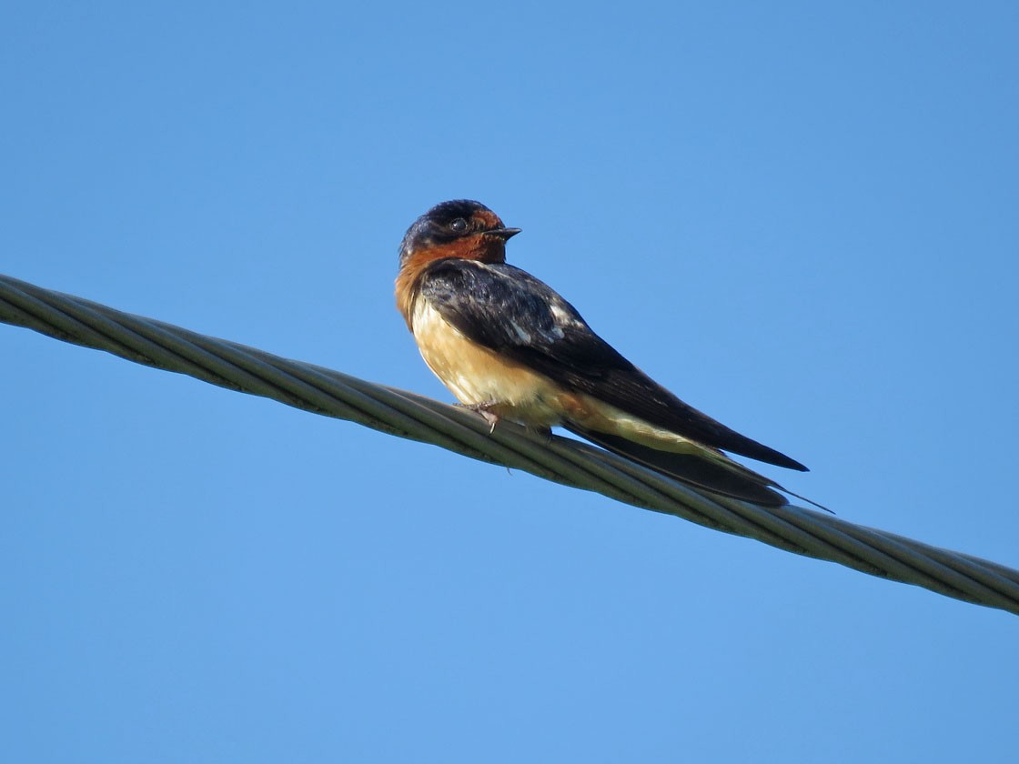 Barn Swallow - ML171413081