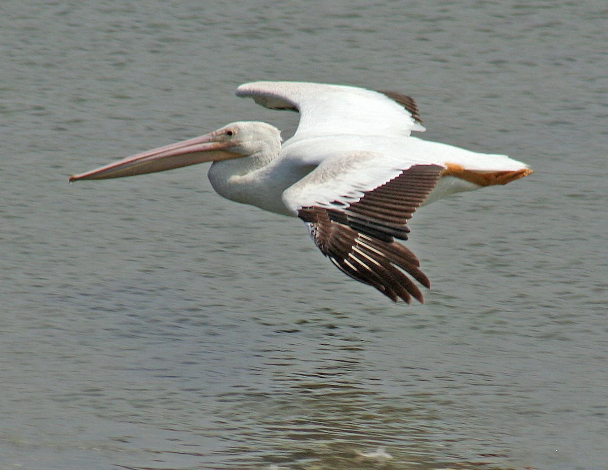 pelikán severoamerický - ML171413111