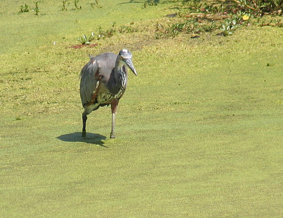 Great Blue Heron - ML171413181