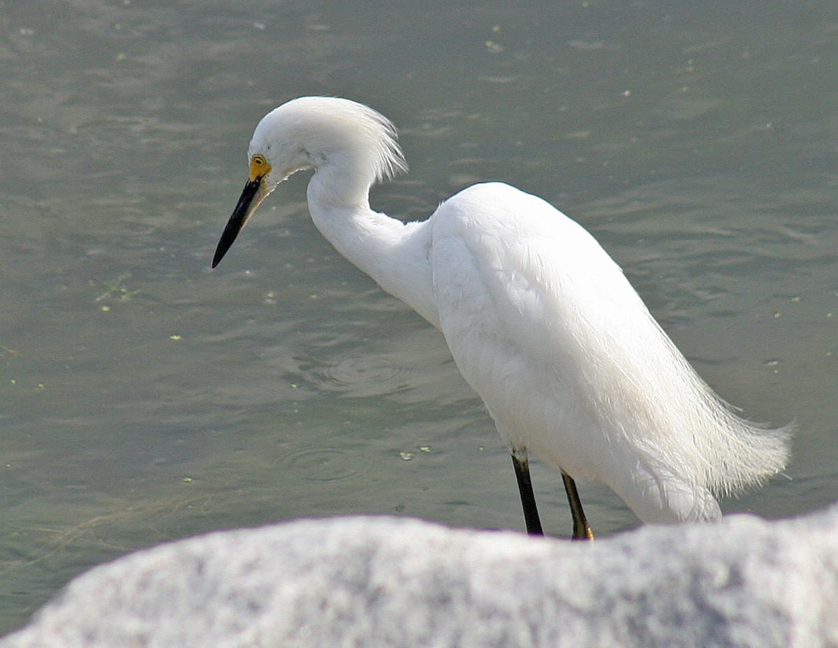 Snowy Egret - ML171413231