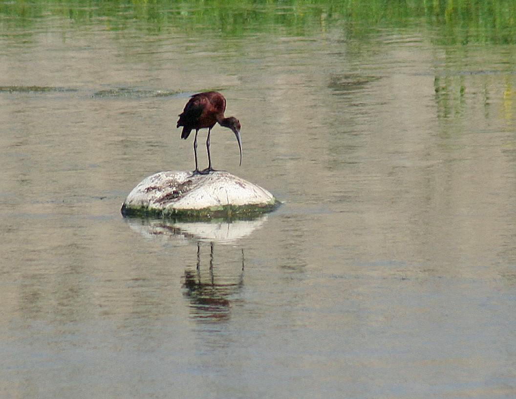 ibis americký - ML171413301