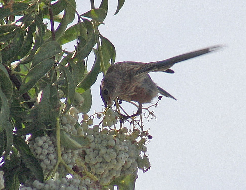 Western Bluebird - ML171413421