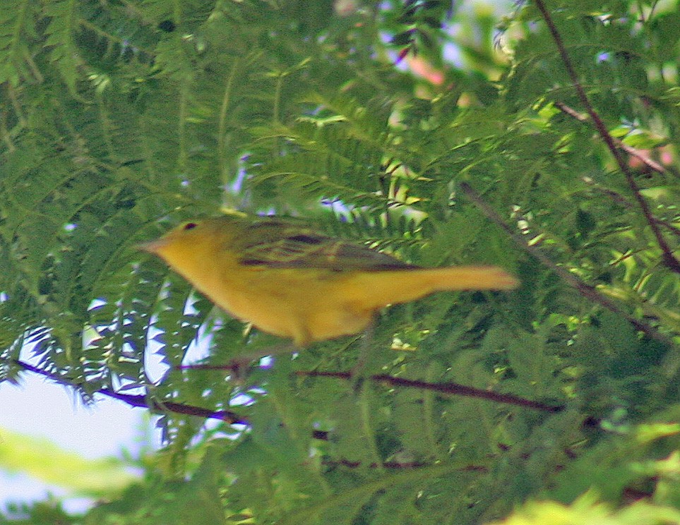 Paruline jaune - ML171413551