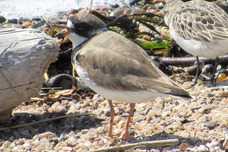 Semipalmated Plover - ML171413581