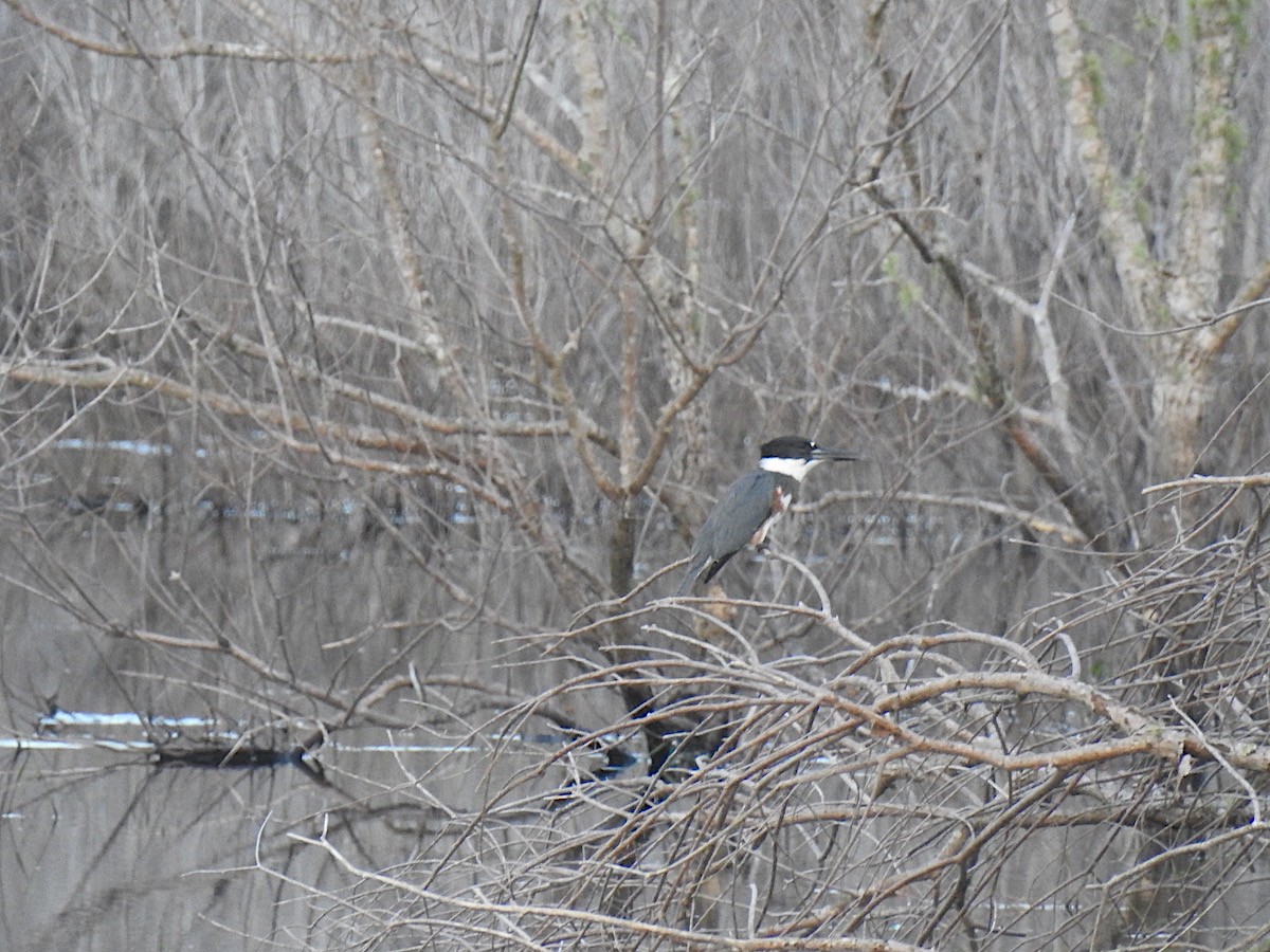 Belted Kingfisher - Laura Berkelman