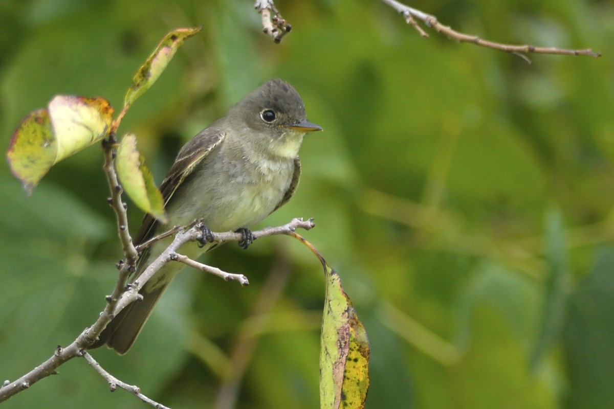 Eastern Wood-Pewee - Daniel Irons