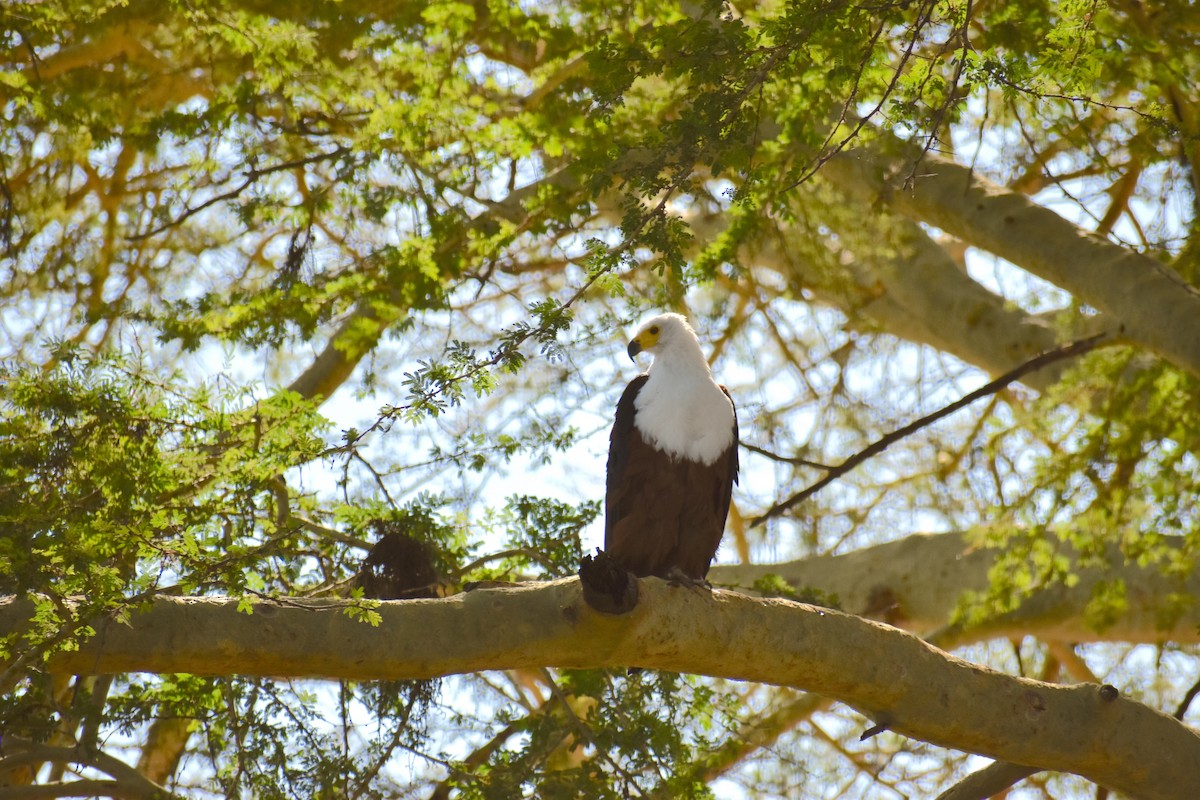 Schreiseeadler - ML171416091