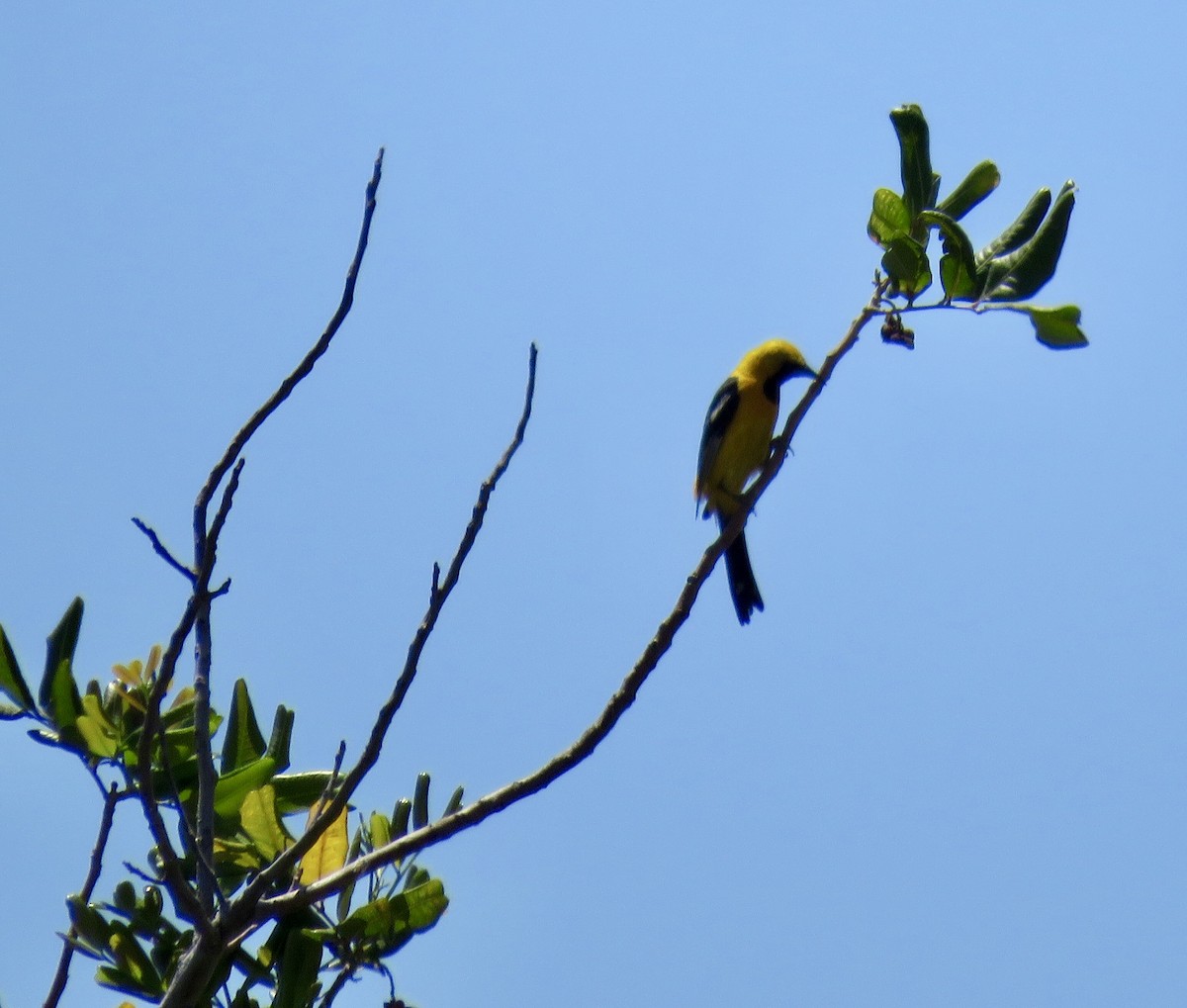 Hooded Oriole - ML171417441