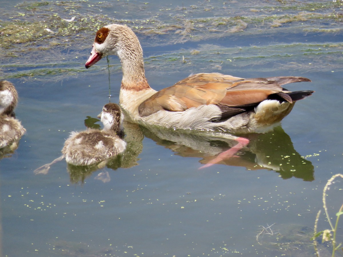 Egyptian Goose - ML171417631