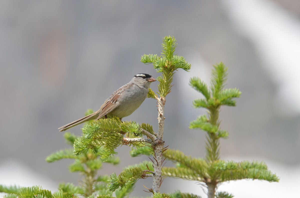 White-crowned Sparrow - Brian Johnson