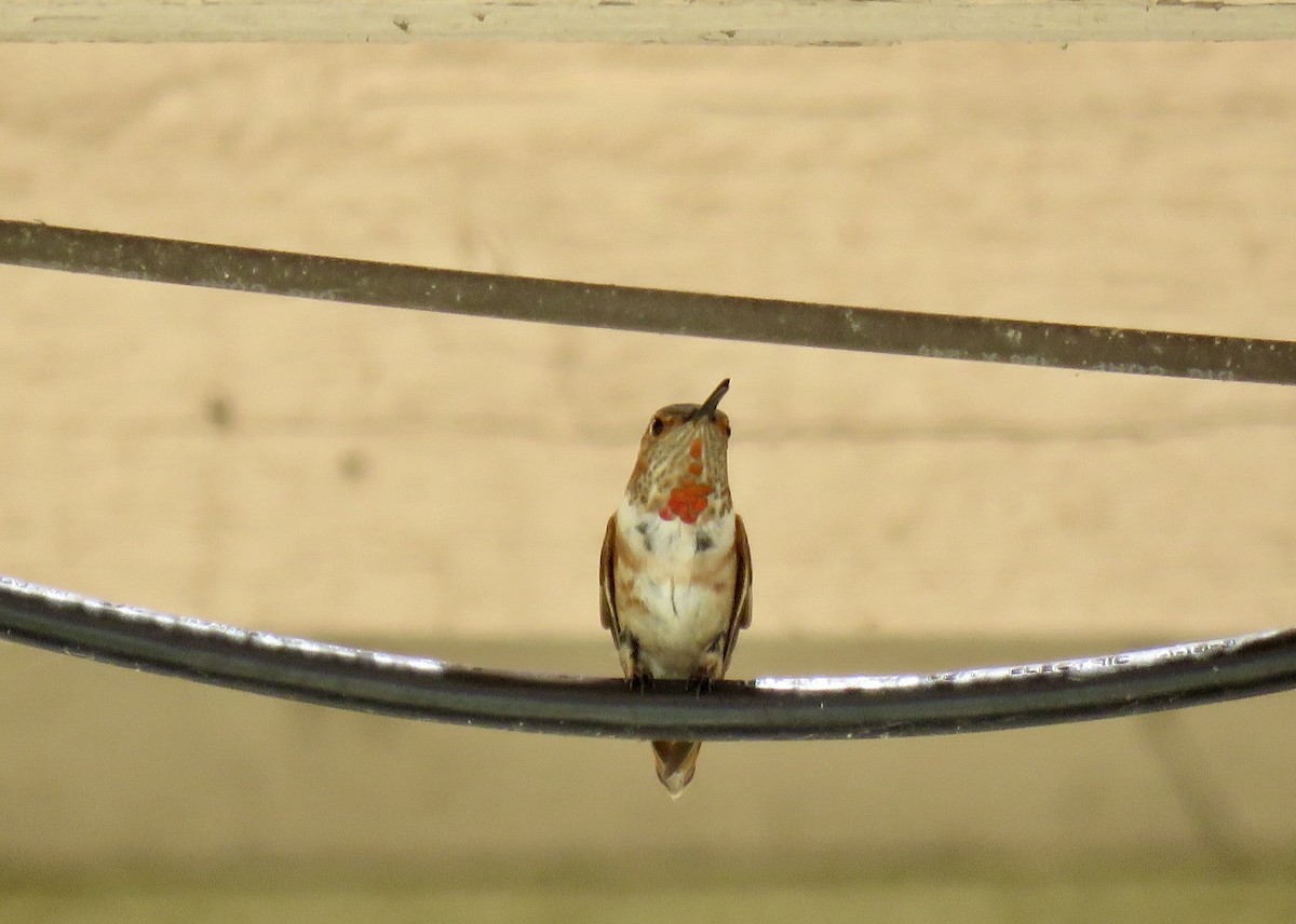 Allen's Hummingbird - ML171418121