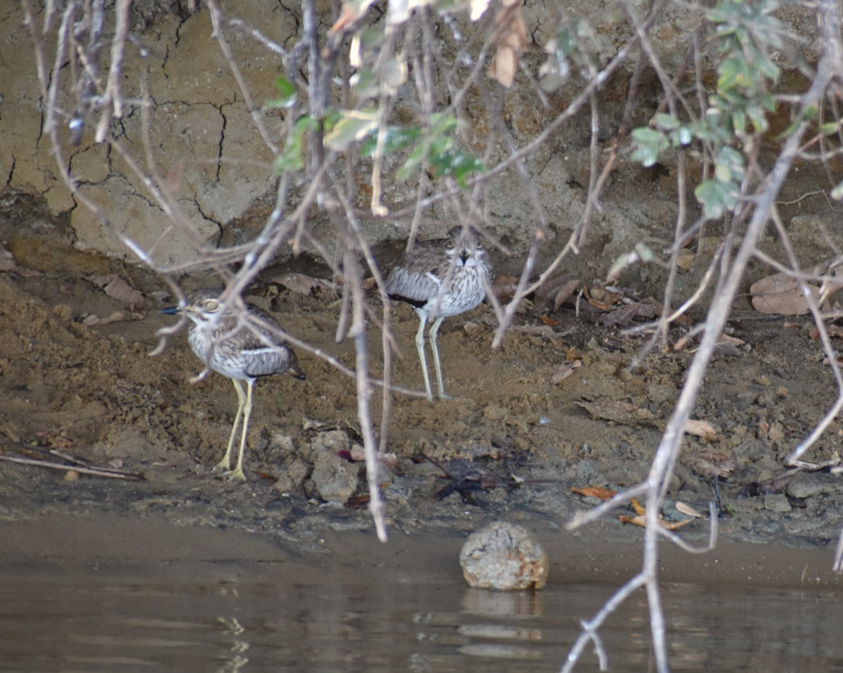 Water Thick-knee - ML171419651