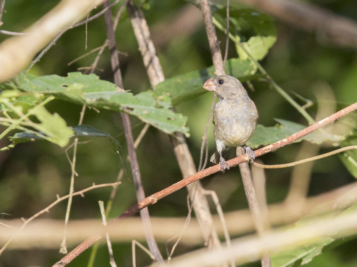 Gray Seedeater - ML171420001