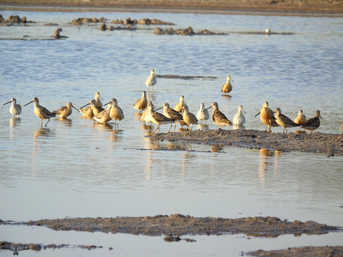 Short-billed Dowitcher - Eduardo Acevedo