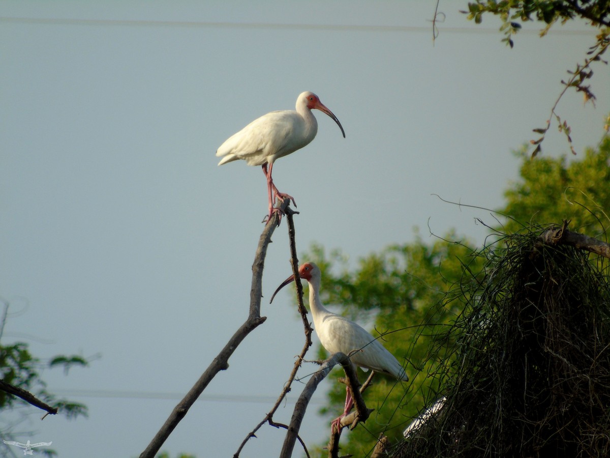 ibis bílý - ML171421021