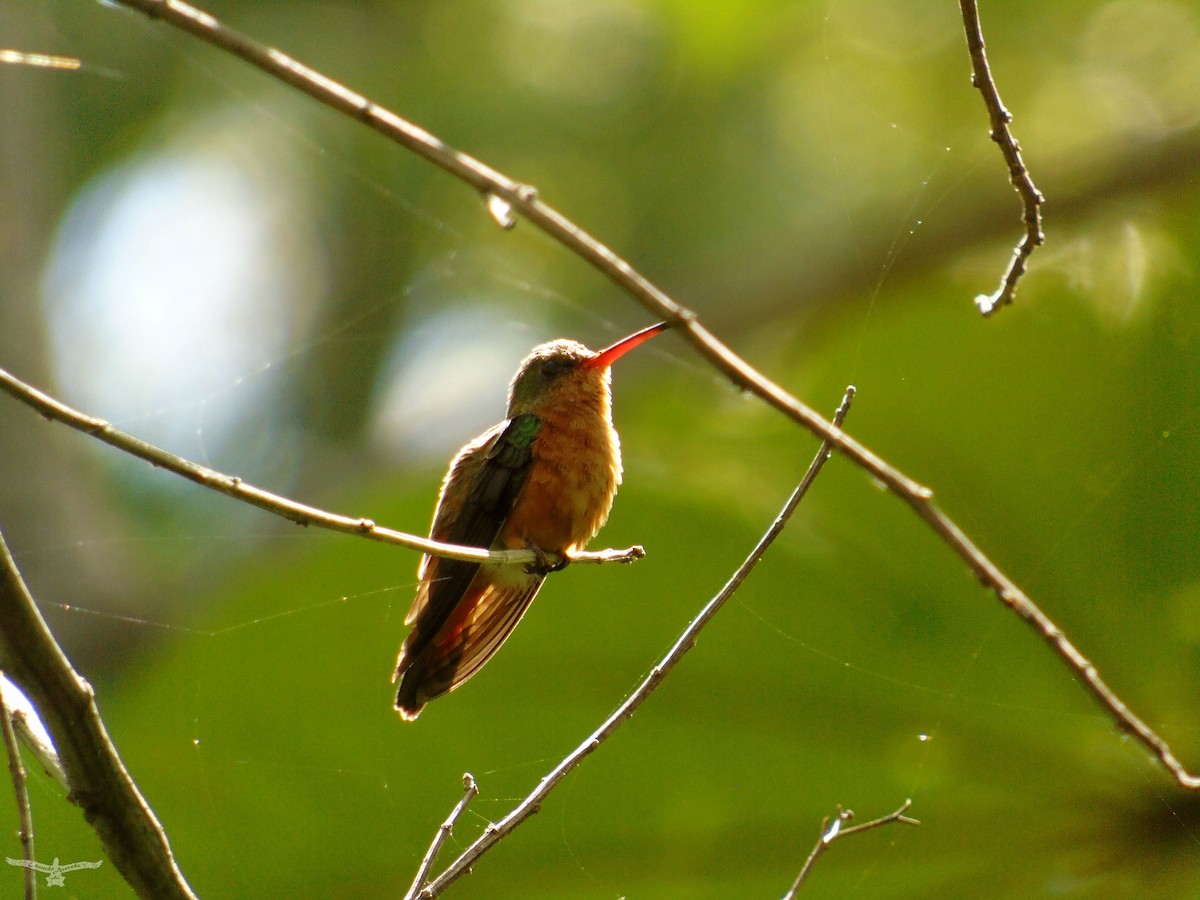 Cinnamon Hummingbird - ML171421431