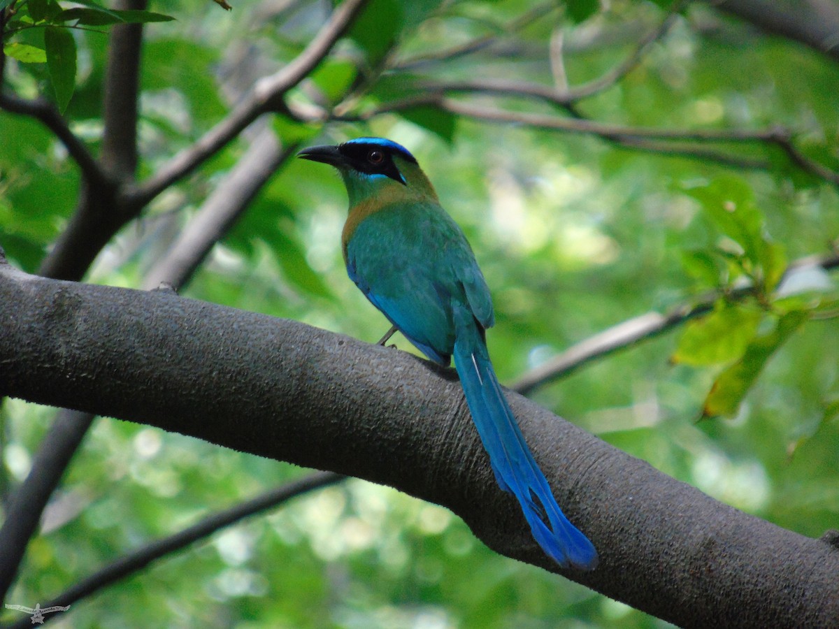 Motmot de Lesson - ML171421601