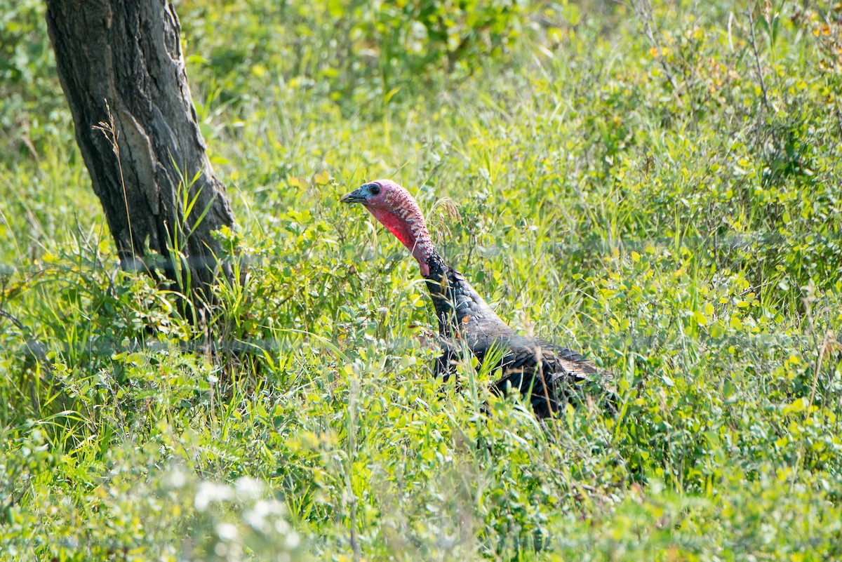 Wild Turkey - ML171423151