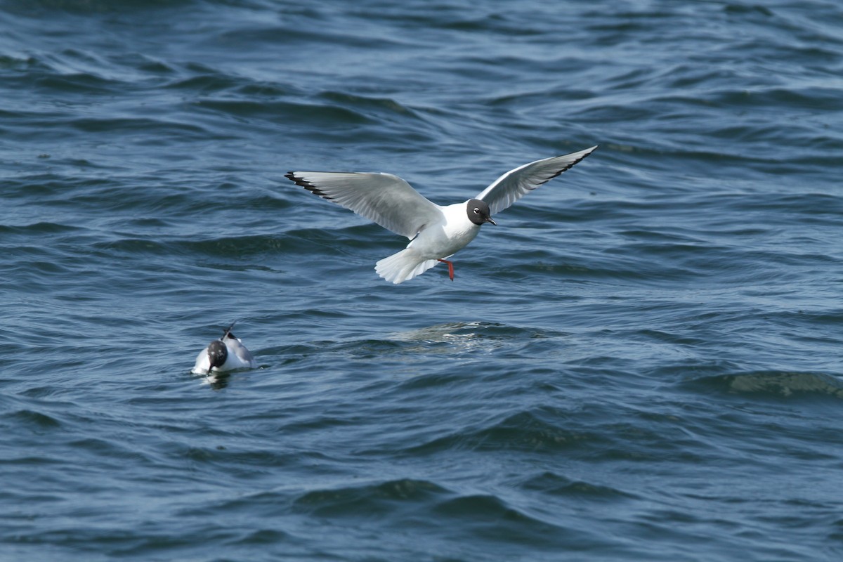 Bonaparte antxeta - ML171424781