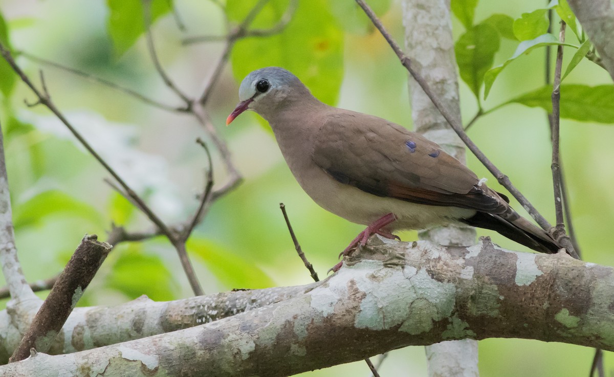 Blue-spotted Wood-Dove - ML171425131