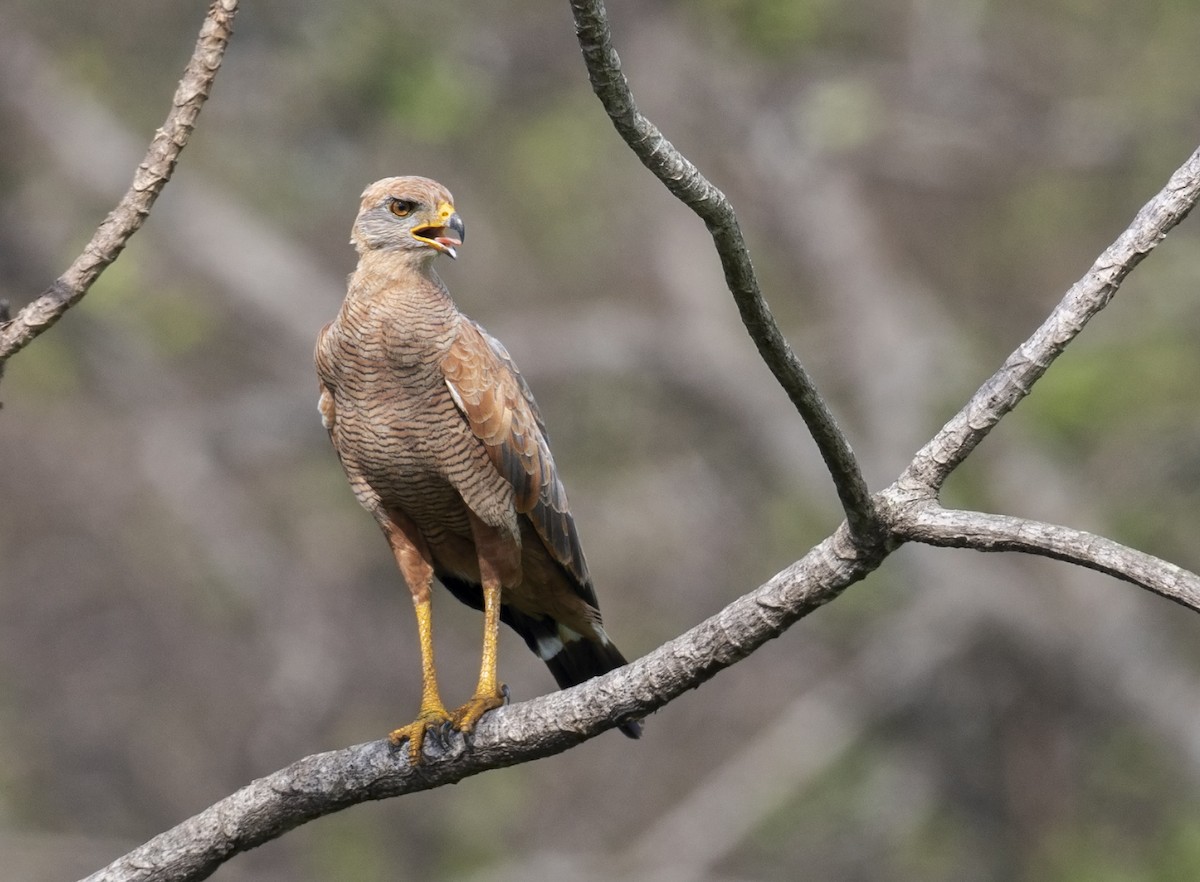 Savannenbussard - ML171425421