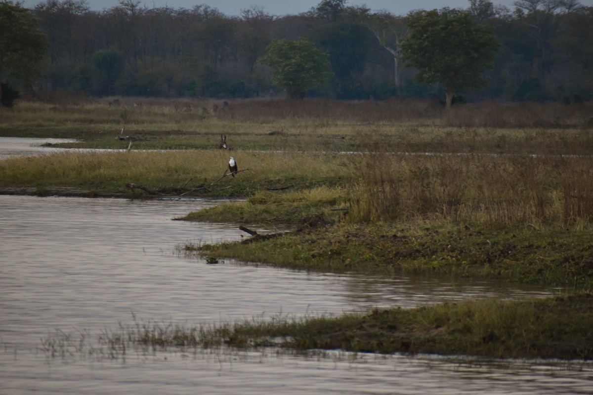 African Fish-Eagle - ML171426091