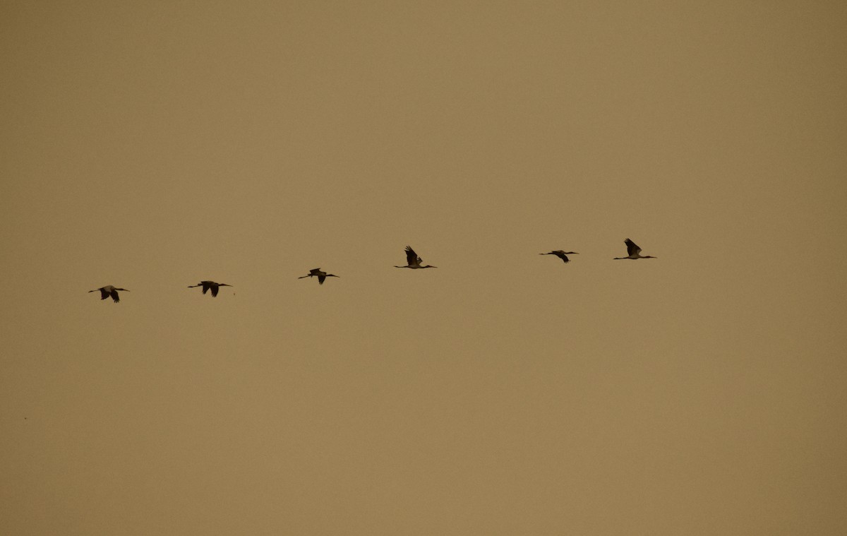 Yellow-billed Stork - ML171427341