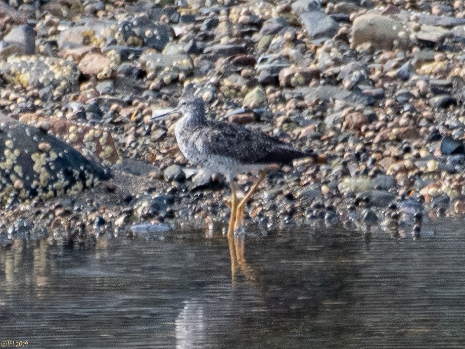 Greater Yellowlegs - ML171427641