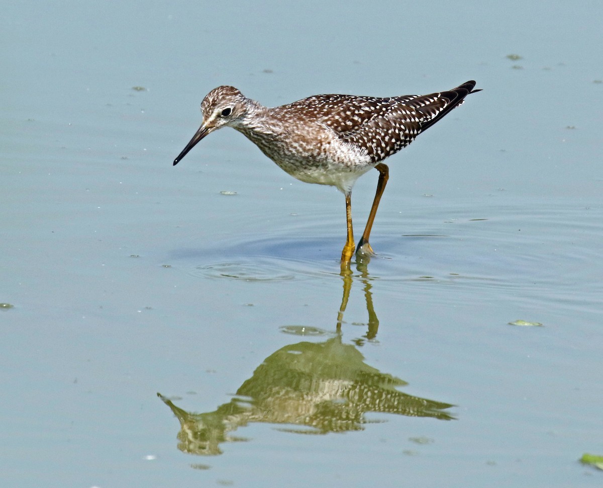 Lesser Yellowlegs - ML171430381