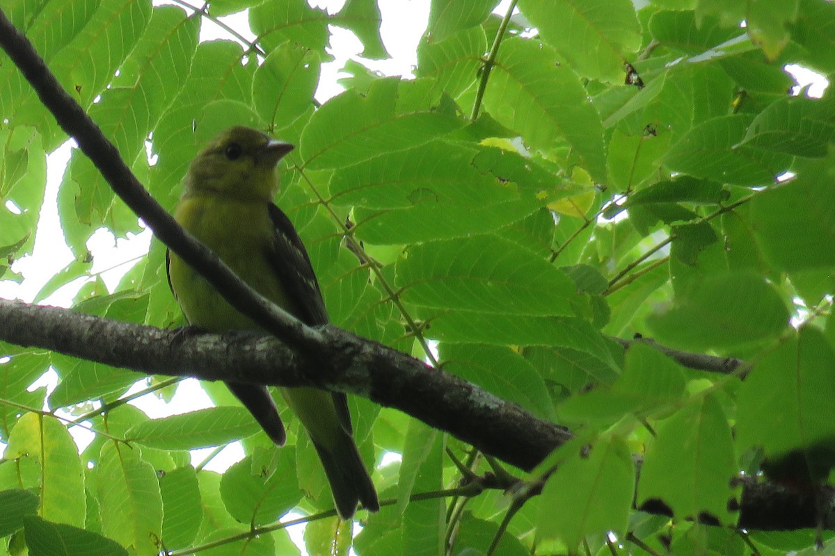 Scarlet Tanager - Caroline Martin