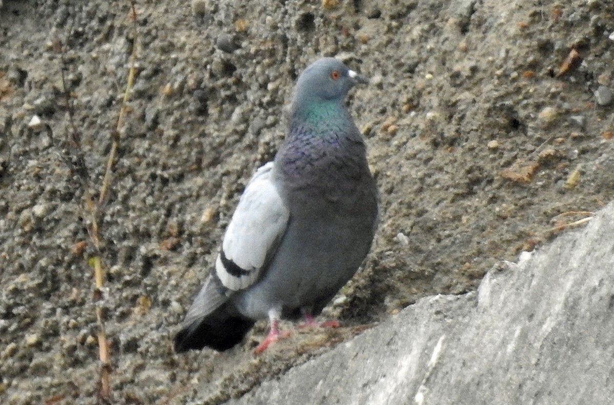 Rock Pigeon (Feral Pigeon) - ML171432491