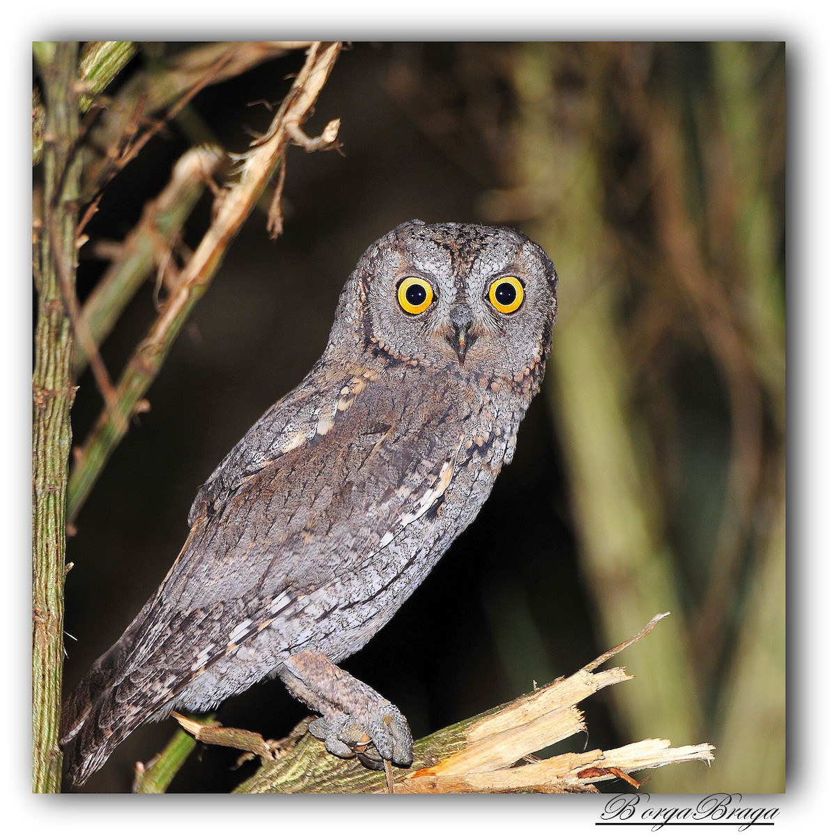 Eurasian Scops-Owl - ML171433481