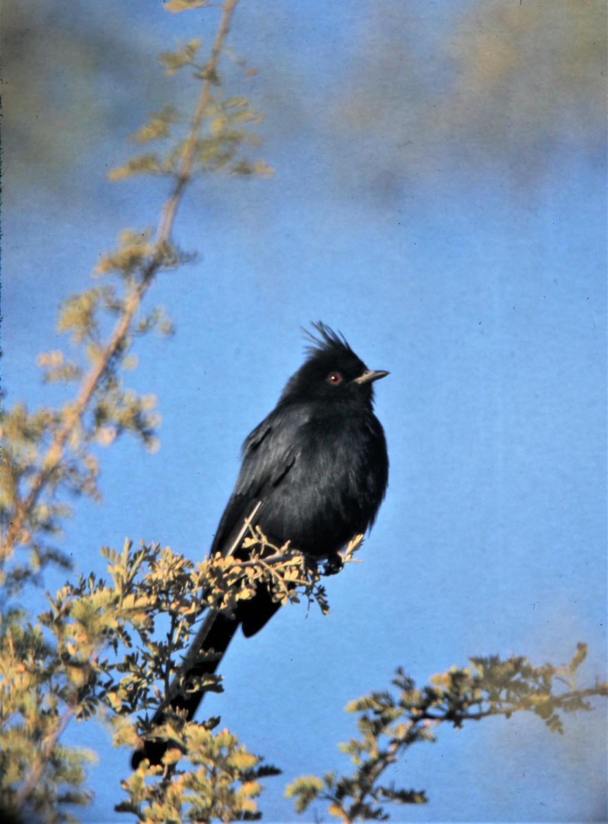 Trauerseidenschnäpper - ML171433891