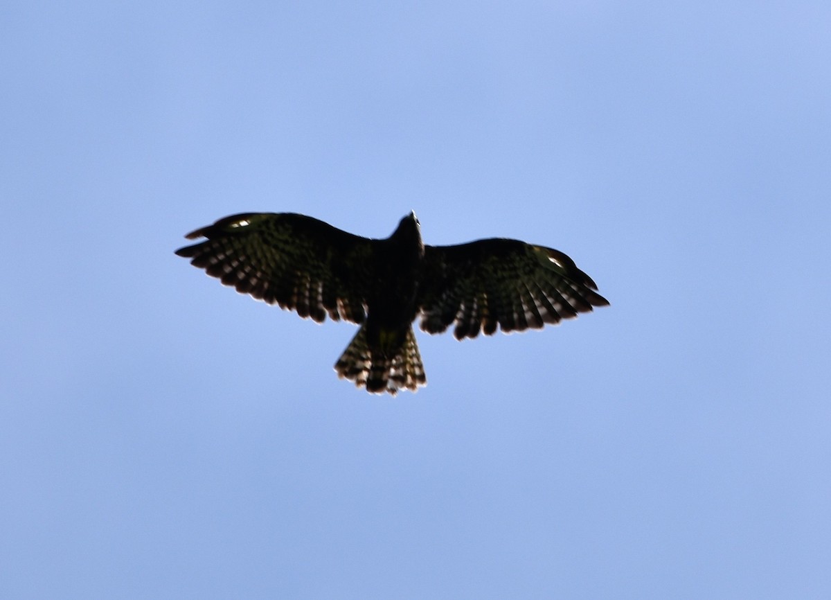 Short-tailed Hawk - ML171436141