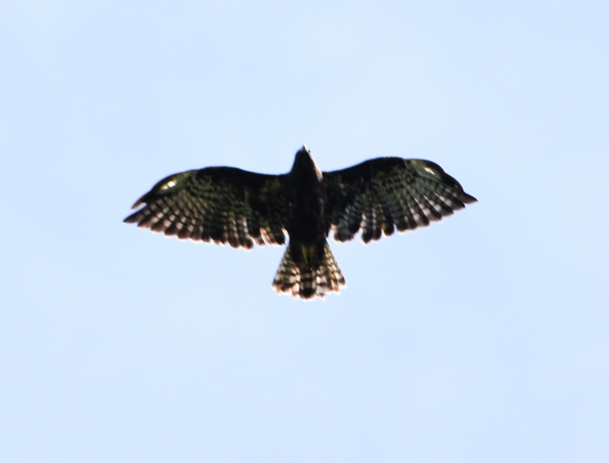 Short-tailed Hawk - ML171436161
