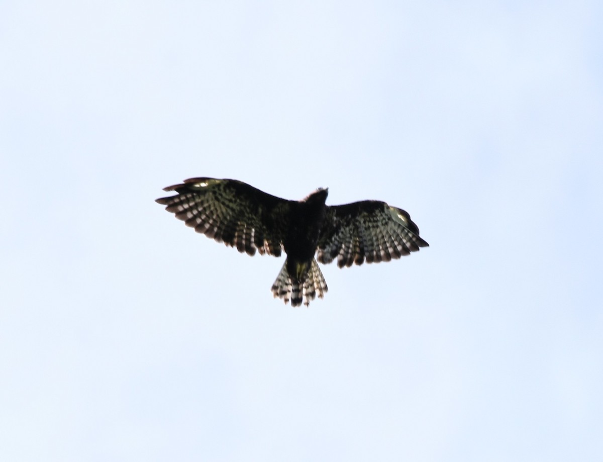 Short-tailed Hawk - ML171436181