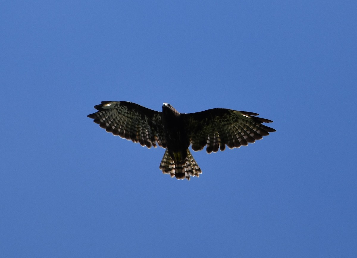 Short-tailed Hawk - ML171436201