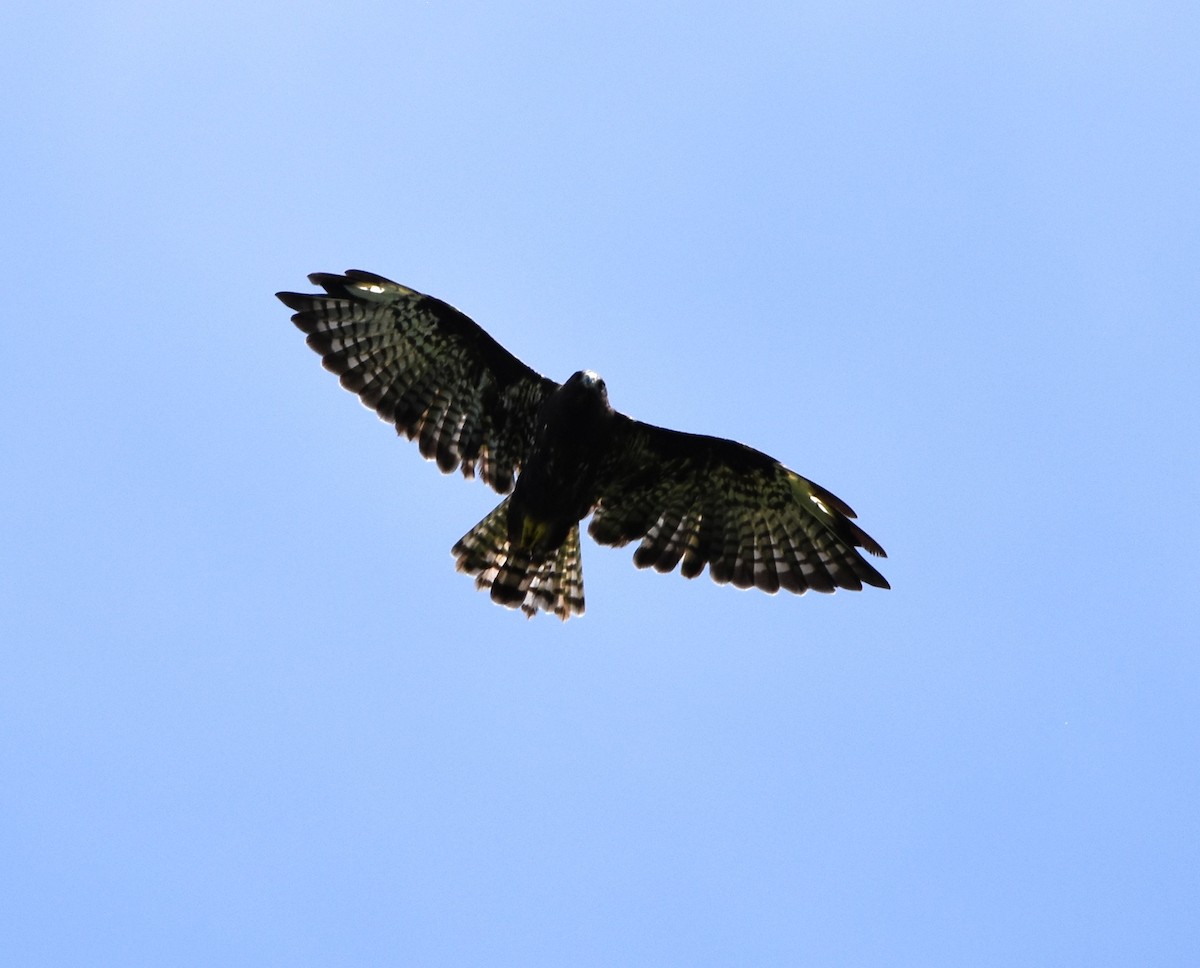 Short-tailed Hawk - ML171436251