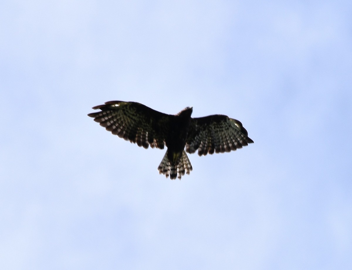 Short-tailed Hawk - Jeff Graham