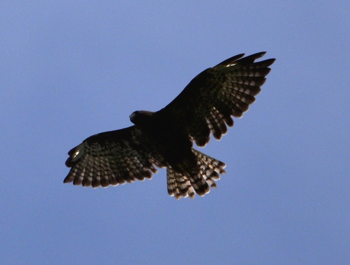 Short-tailed Hawk - Jeff Graham