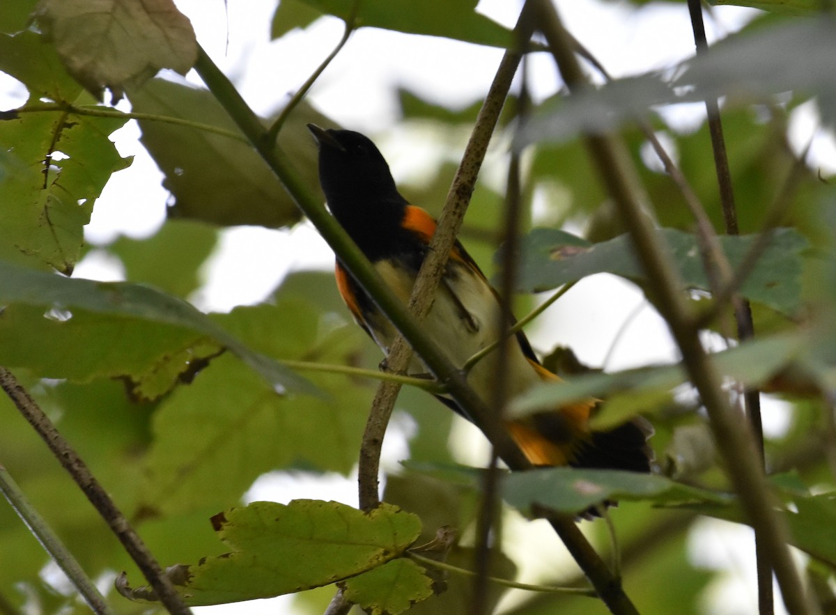 American Redstart - ML171436531