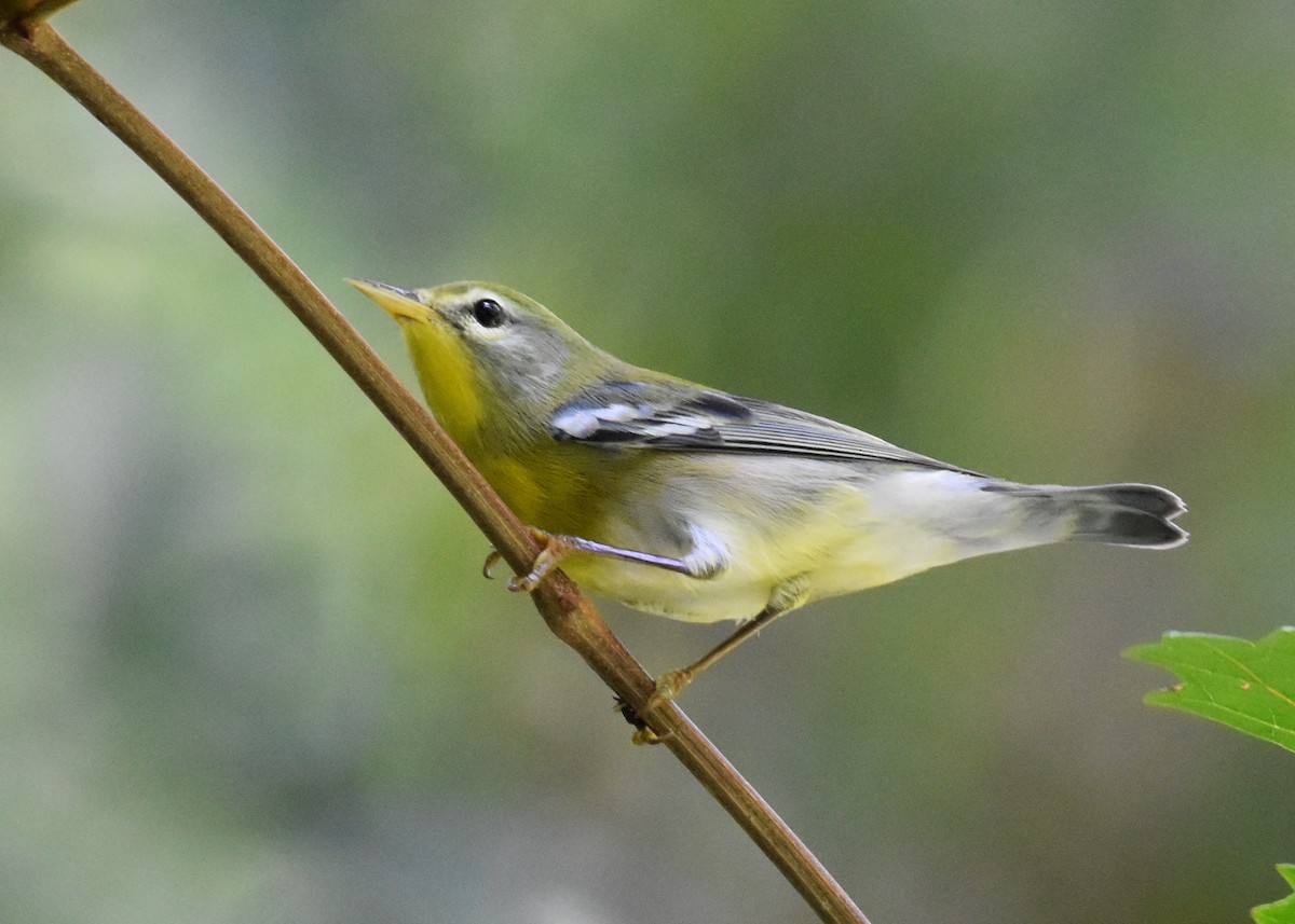 Northern Parula - ML171436581