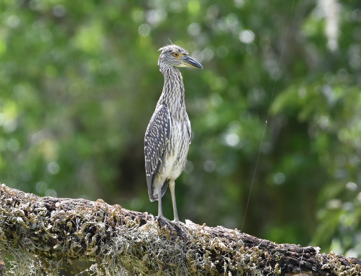 Yellow-crowned Night Heron - ML171437021