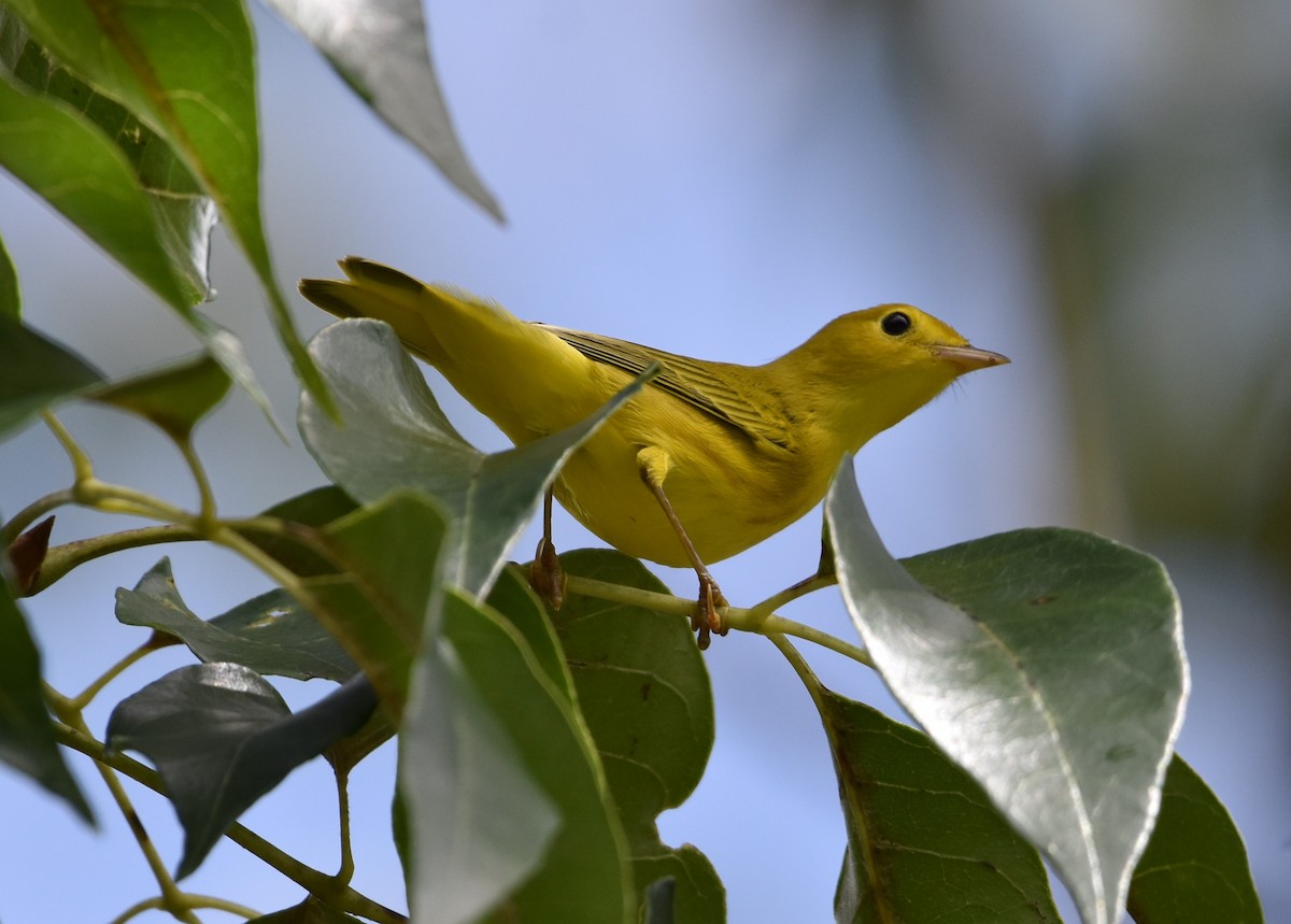 Yellow Warbler - Jeff Graham