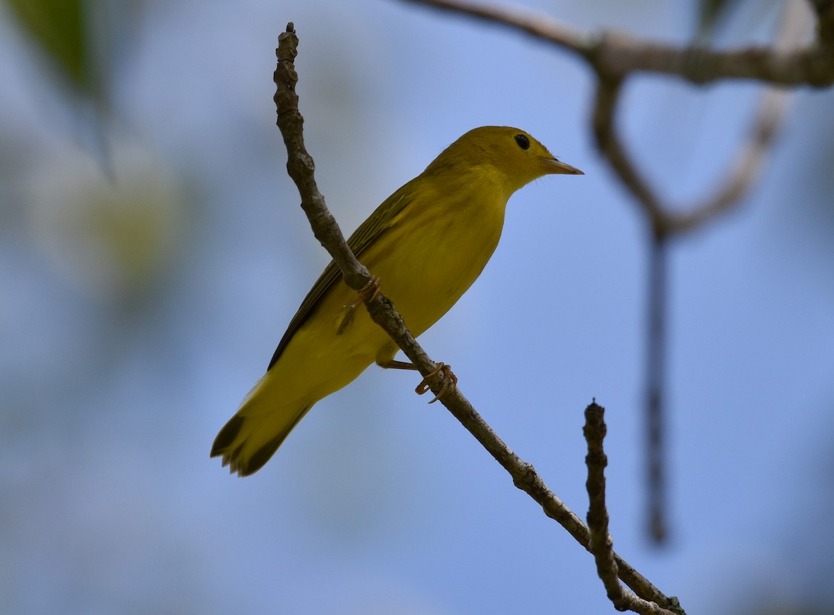 Yellow Warbler - Jeff Graham