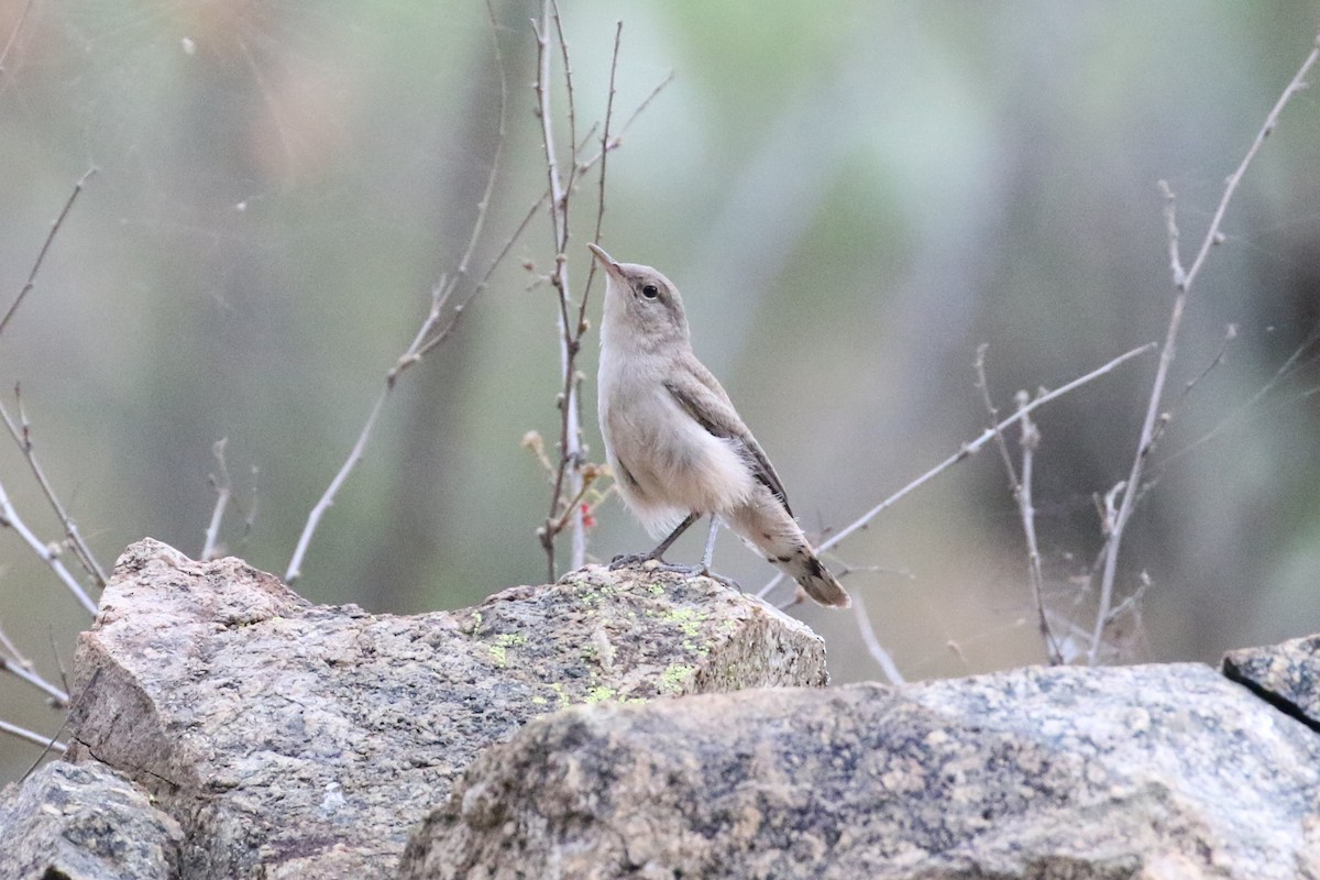 Rock Wren - ML171437891